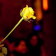 Ladie´s Night Robert Rosenberg